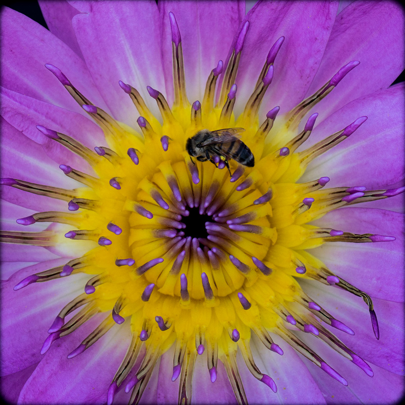 Nymphaea Waterlily by Andrea Wolff